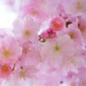 Meet your Posher, Maddi